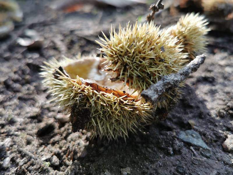 POMYSŁ NA WEEKEND: Ogród Dendrologiczny w Glinnej zachwyca jesienią 17