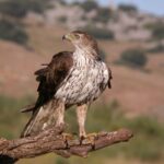 aquila fasciata - a bird on a branch