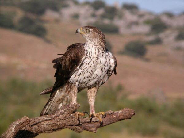 aquila fasciata - a bird on a branch
