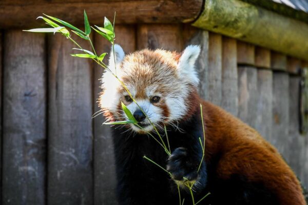 czy w szczecinie powinno powstać zoo? mieszkańcy są podzieleni, ale szansa wciąż jest