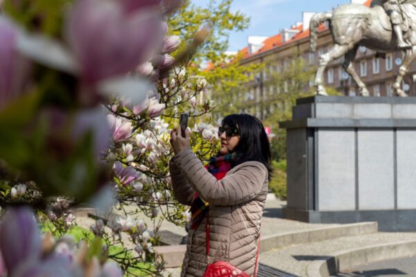 po krokusach przyszła pora na magnolie