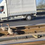gęsi zablokowały ruch tramwajów. interweniowała policja