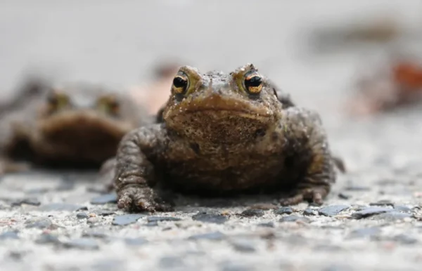 nad szmaragdowym patrz pod nogi! ropuchy znów migrują