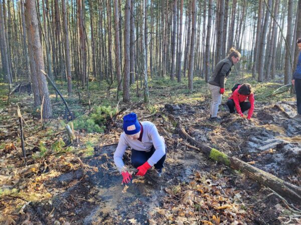 nowe życie dla szczecińskich lasów. 40 tysięcy drzew dla przyszłych pokoleń