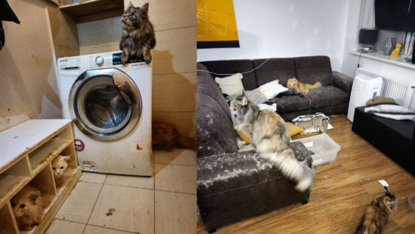 dramatyczne warunki w mieszkaniu w śródmieściu. 16 kotów maine coon uratowanych