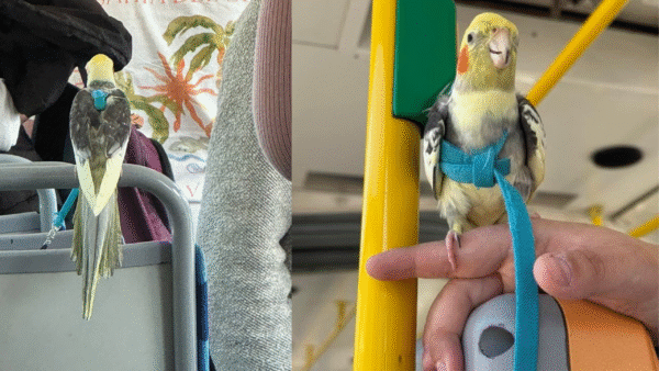 niecodzienny pasażer w szczecińskim tramwaju