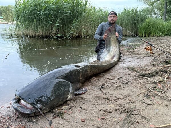 "potwór z odry" złowiony w szczecinie. gigant wrócił do rzeki