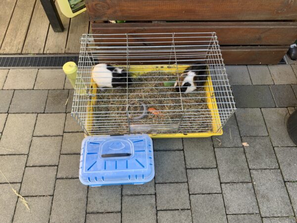 nie wyrzucaj – przynieś. centrum adopcyjne dom gryzoni apeluje o pomoc i rozsądek