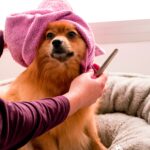 mobilne psie spa – luksus dla pupila czy nowy standard w opiece nad zwierzętami?