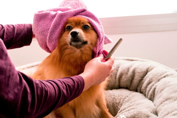 mobilne psie spa – luksus dla pupila czy nowy standard w opiece nad zwierzętami?