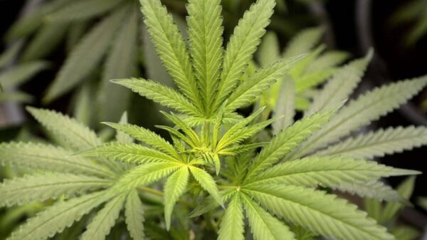 domowa plantacja w szczecinie. 550 gramów marihuany i cały arsenał narkotyków