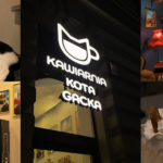 szczeciński smakosz: kawiarnia, która zmienia los kotów