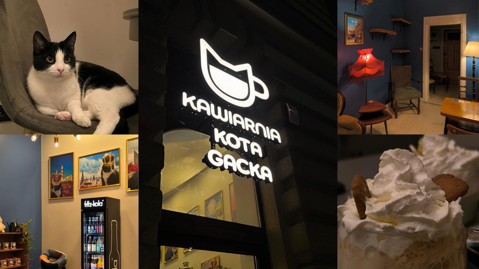szczeciński smakosz: kawiarnia, która zmienia los kotów
