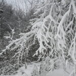 zimowe spacery pod znakiem zapytania. oblodzone drzewa mogą stanowić realne zagrożenie