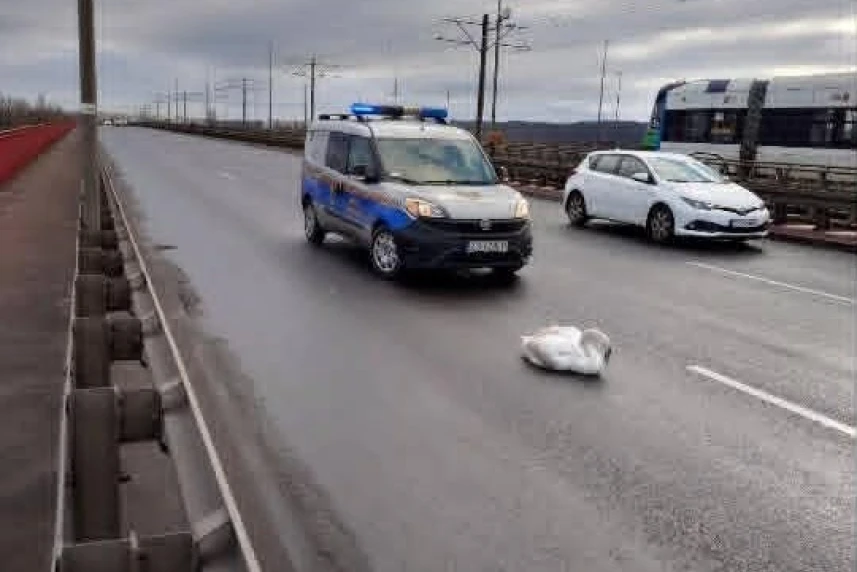 łabędź zatrzymał ruch na moście pionierów
