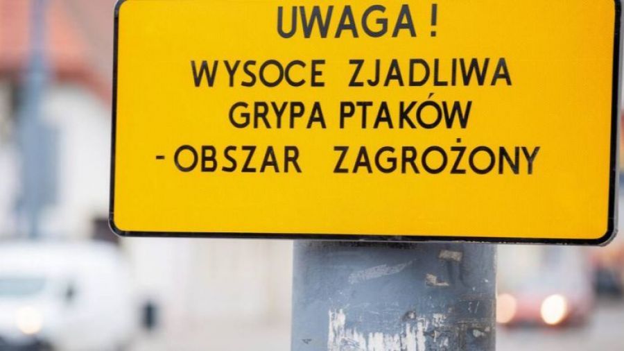ptasia grypa w szczecinie! alarm dla właścicieli kotów i psów
