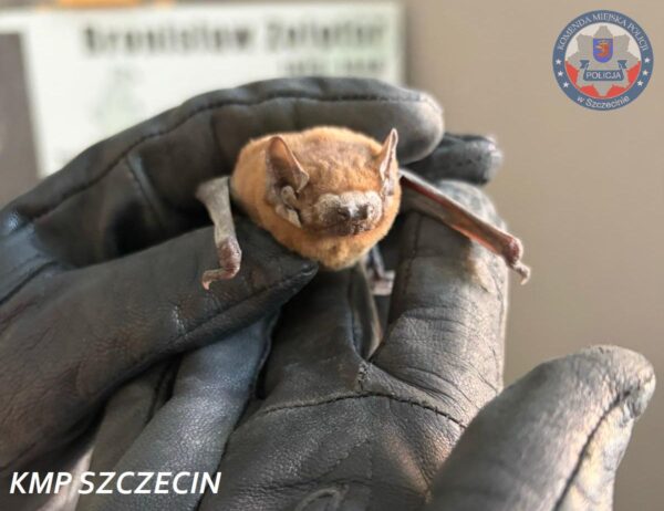 niecodzienna interwencja w szczecinie. "aspirant" uratowany