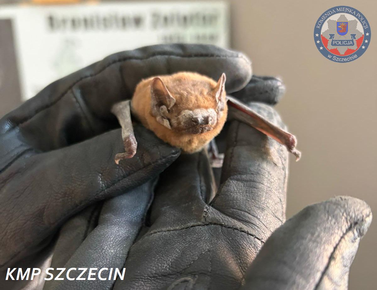 niecodzienna interwencja w szczecinie. "aspirant" uratowany