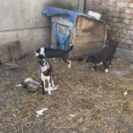 dramat zwierząt w powiecie stargardzkim. uratowano kilkanaście czworonogów