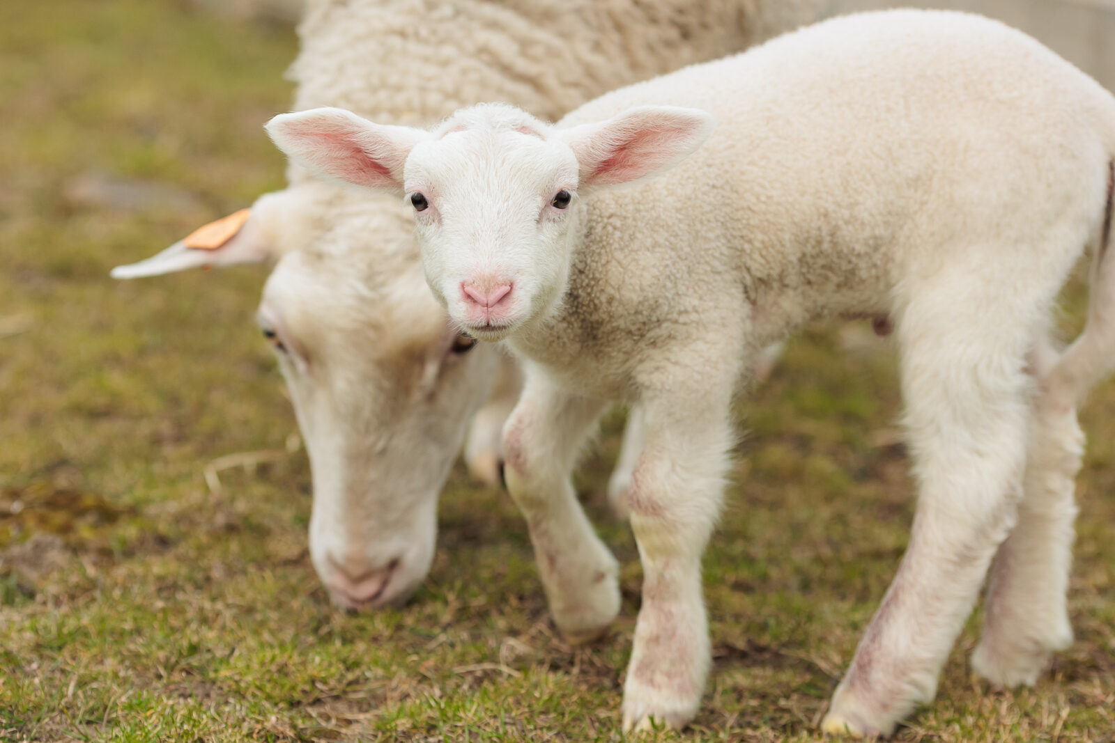 cztery nowe życia w szczecińskiej zwierzętarni