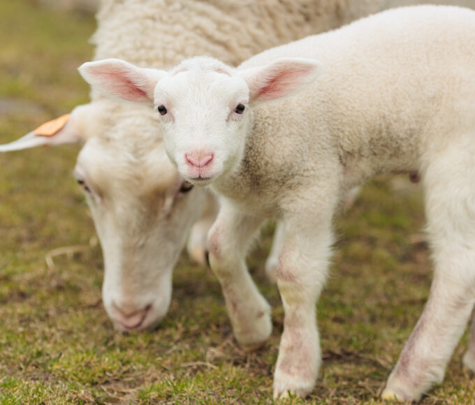cztery nowe życia w szczecińskiej zwierzętarni