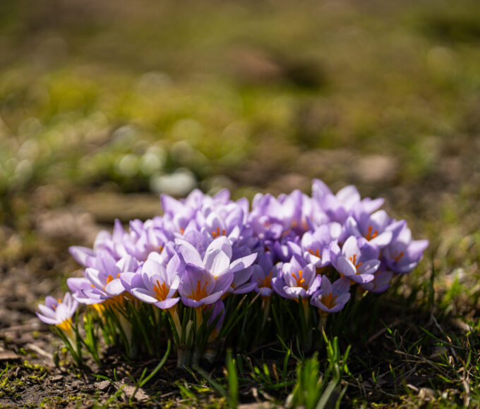 selfie z krokusami może słono kosztować. straż miejska patroluje jasne błonia