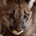 puma z zachodniopomorskiego schwytana! wiadomo, co stanie się ze zwierzęciem