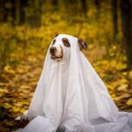 psialoween wraca do szczecina. tym razem pomoc popłynie do domu gryzoni