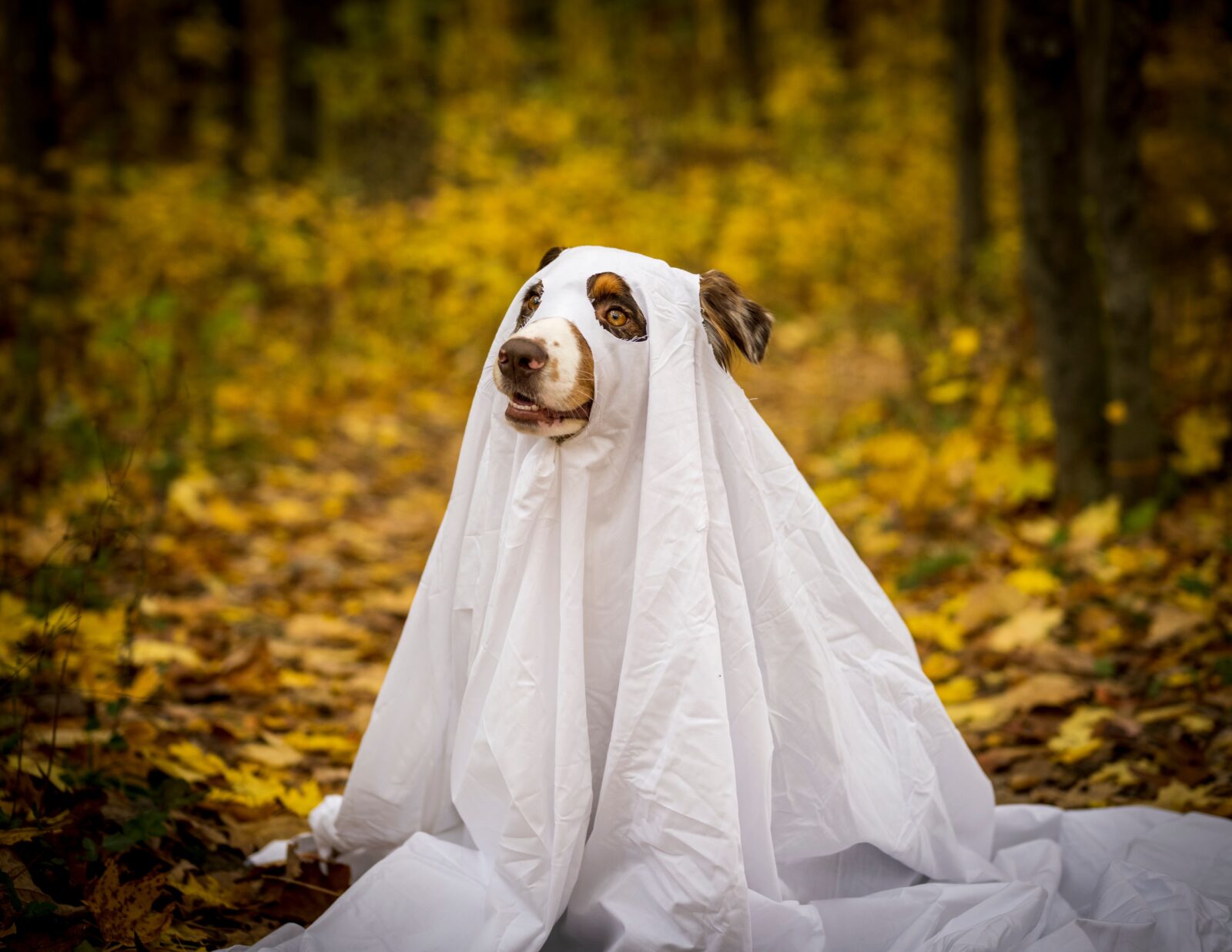 psialoween wraca do szczecina. tym razem pomoc popłynie do domu gryzoni