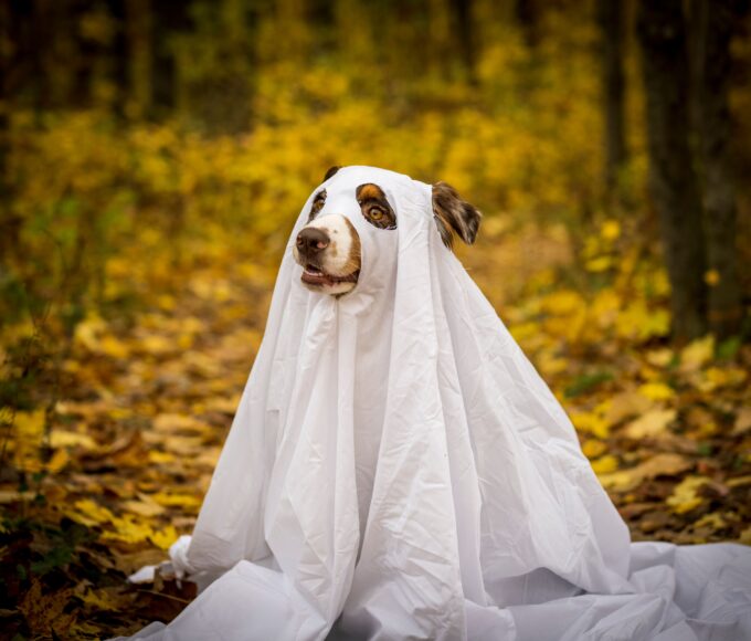 psialoween wraca do szczecina. tym razem pomoc popłynie do domu gryzoni