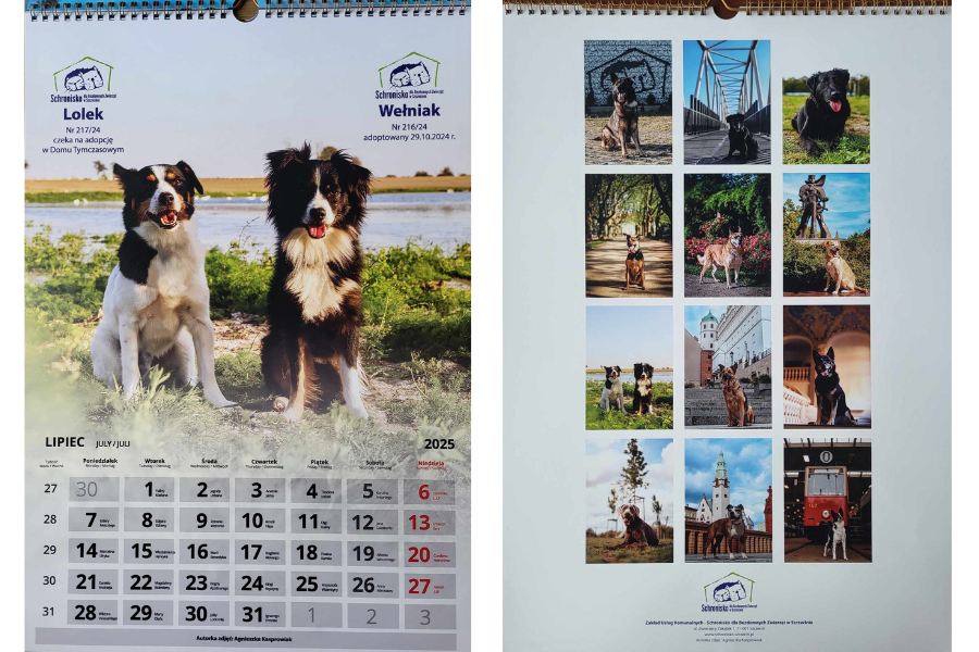 schronisko dla bezdomnych zwierząt w szczecinie