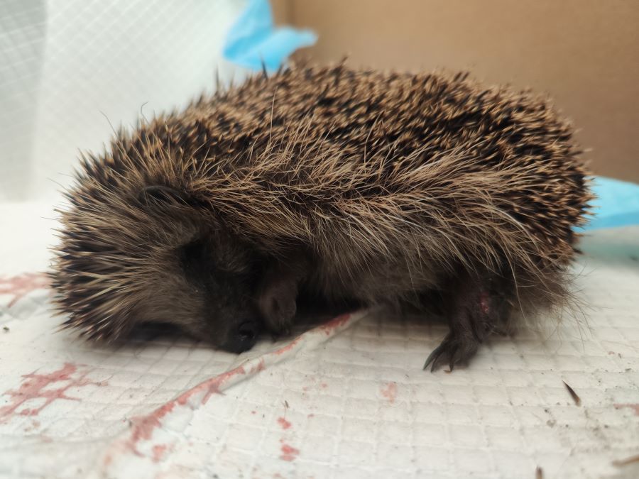 strażniczki szkolne na ratunek: uczą dzieci, gaszą pożary i… ratują jeże