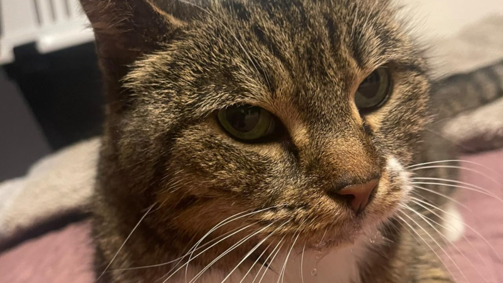 szok na jasnych błoniach. kotka znaleziona w toi-toiu, cała w fekaliach i chemikaliach