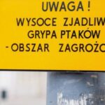 ptasia grypa w szczecinie! alarm dla właścicieli kotów i psów