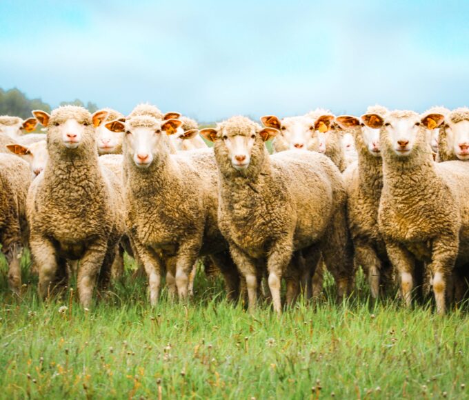 tysiące ton trafia na śmietnik. w szczecinie chcą uratować zapomniany skarb z polskich owiec