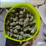 policja weszła do mieszkania – w środku była prawdziwa narkotykowa fabryka