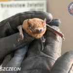 Niecodzienna interwencja w Szczecinie. "Aspirant" uratowany 4 niecodzienna interwencja w szczecinie. "aspirant" uratowany