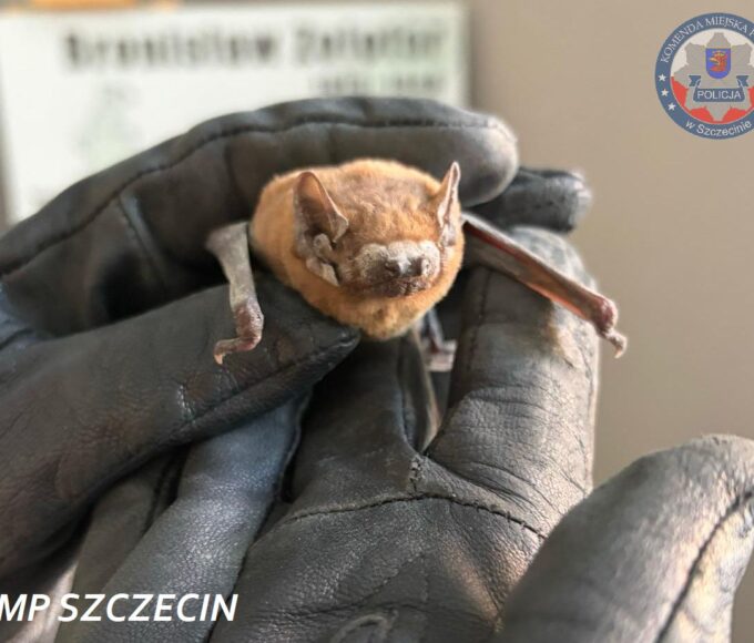 niecodzienna interwencja w szczecinie. "aspirant" uratowany