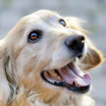 pilny apel szczecińskich weterynarzy. potrzebna krew dla psów i kotów