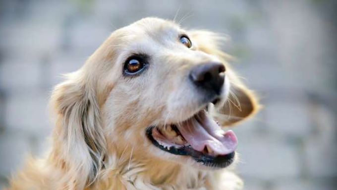 pilny apel szczecińskich weterynarzy. potrzebna krew dla psów i kotów