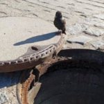 „ptak stuka od środka!”. nietypowe zgłoszenie postawiło na nogi miejską ekipę