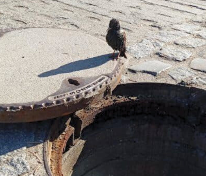 „ptak stuka od środka!”. nietypowe zgłoszenie postawiło na nogi miejską ekipę